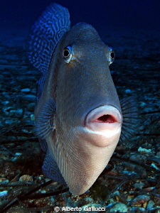 Mediterranean triggerfish (balistes carolinensis) by Alberto Gallucci 